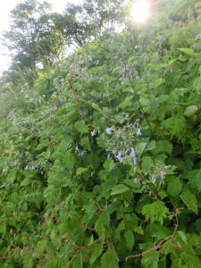 謎の高山植物